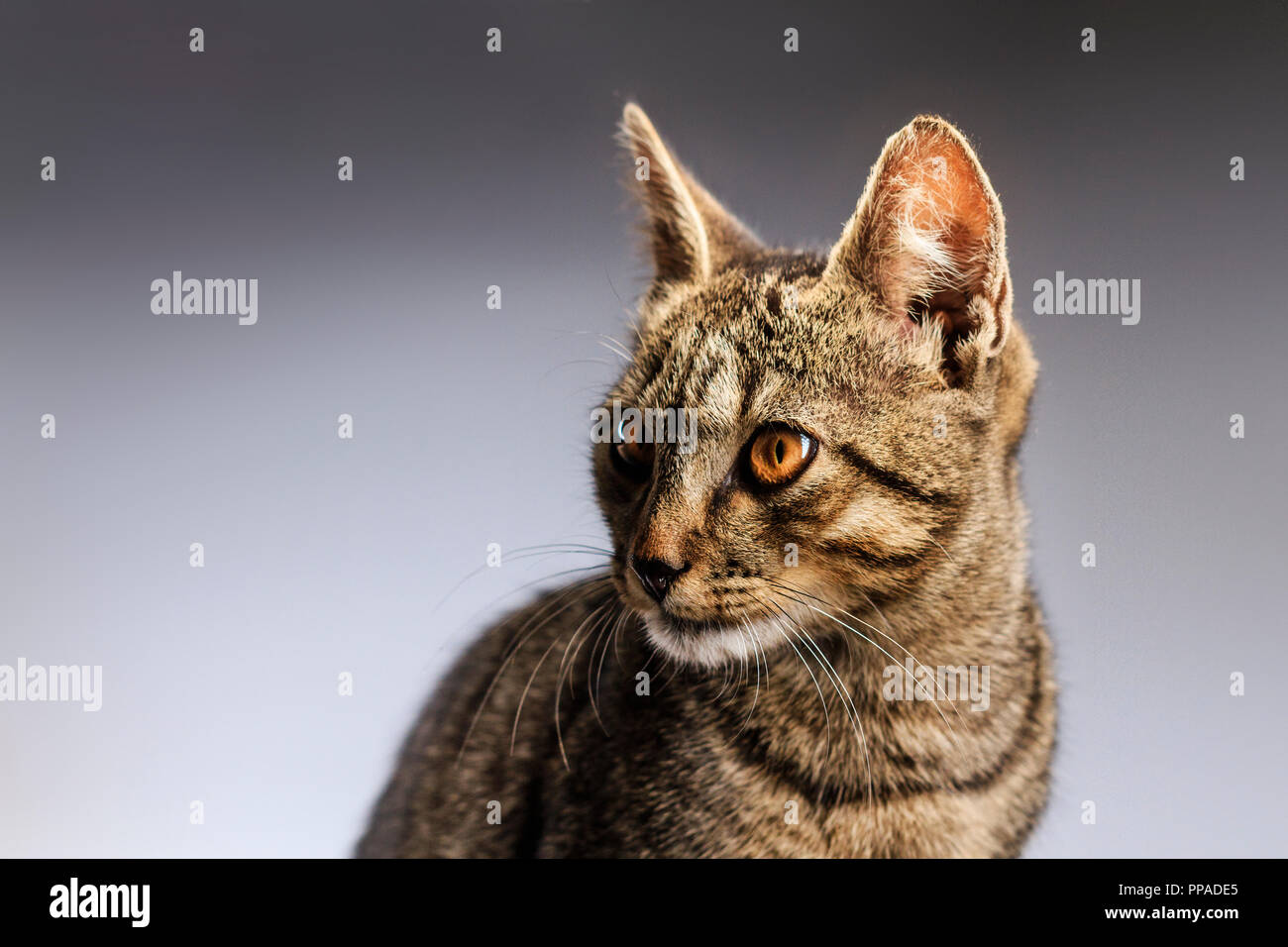 Hermoso gato gris con ojos marrones, mascotas Fotografía de stock - Alamy