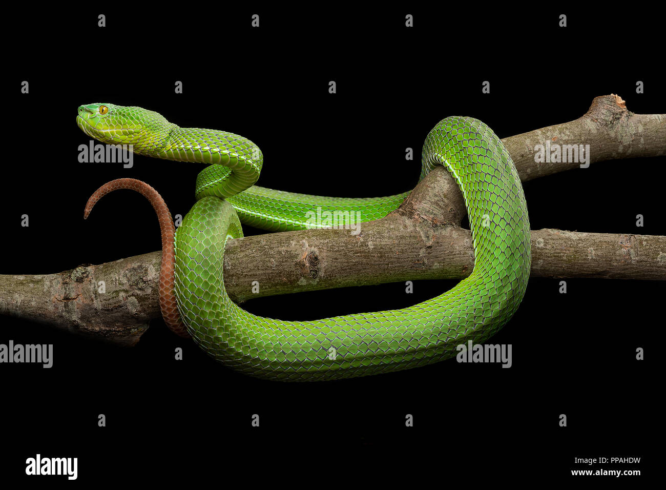 Trimeresurus gumprechti fotografías e imágenes de alta resolución Alamy