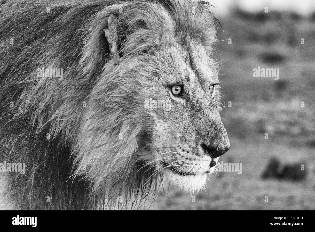 Monocromo macho retrato de león (Panthera leo) en el Maasai Mara, Kenia Foto de stock