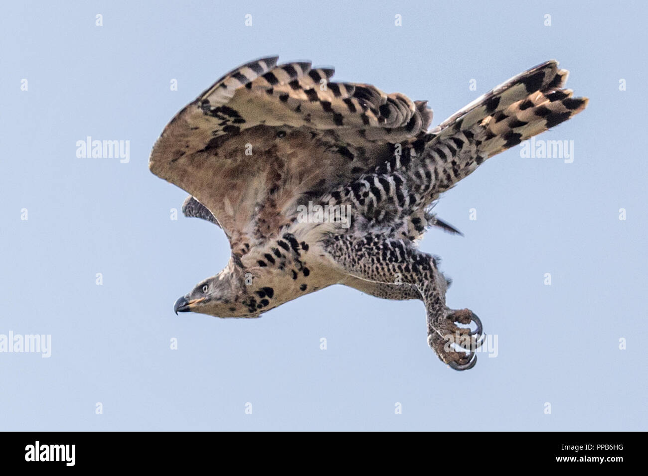 Águila coronada, alias el águila coronada Africana o la coronada hawk