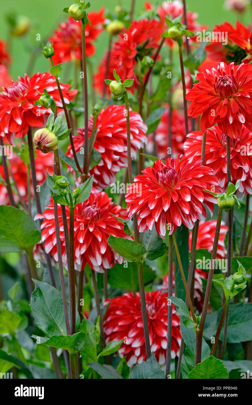 Flores del caribe fotografías e imágenes de alta resolución - Alamy