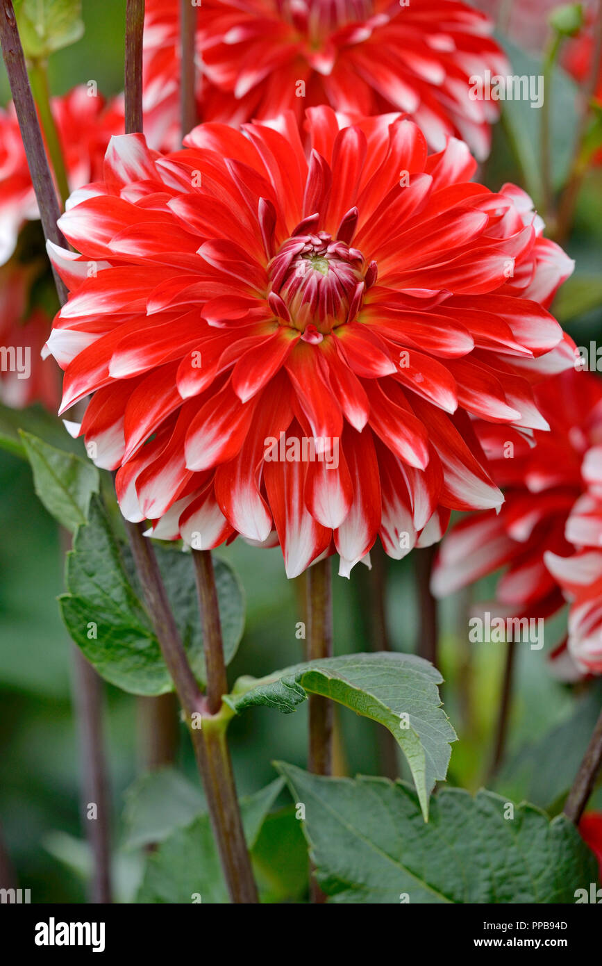 Flores del caribe fotografías e imágenes de alta resolución - Alamy