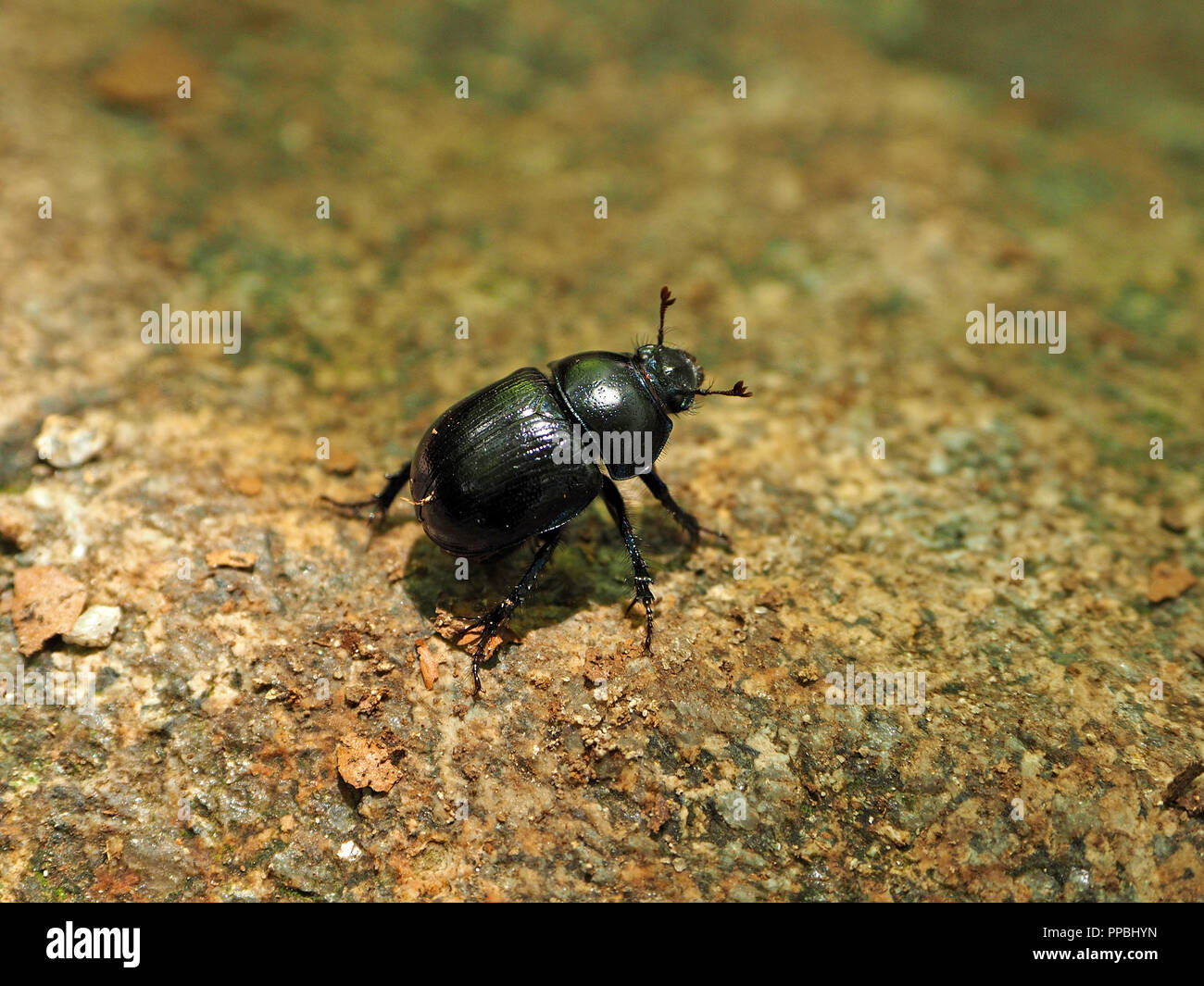 Negro brillante solitario Dor escarabajo (Geotrupes stercorarius) una especie de tierra-aburrida de escarabajos del estiércol en el Ariège Pirineos, Francia Foto de stock