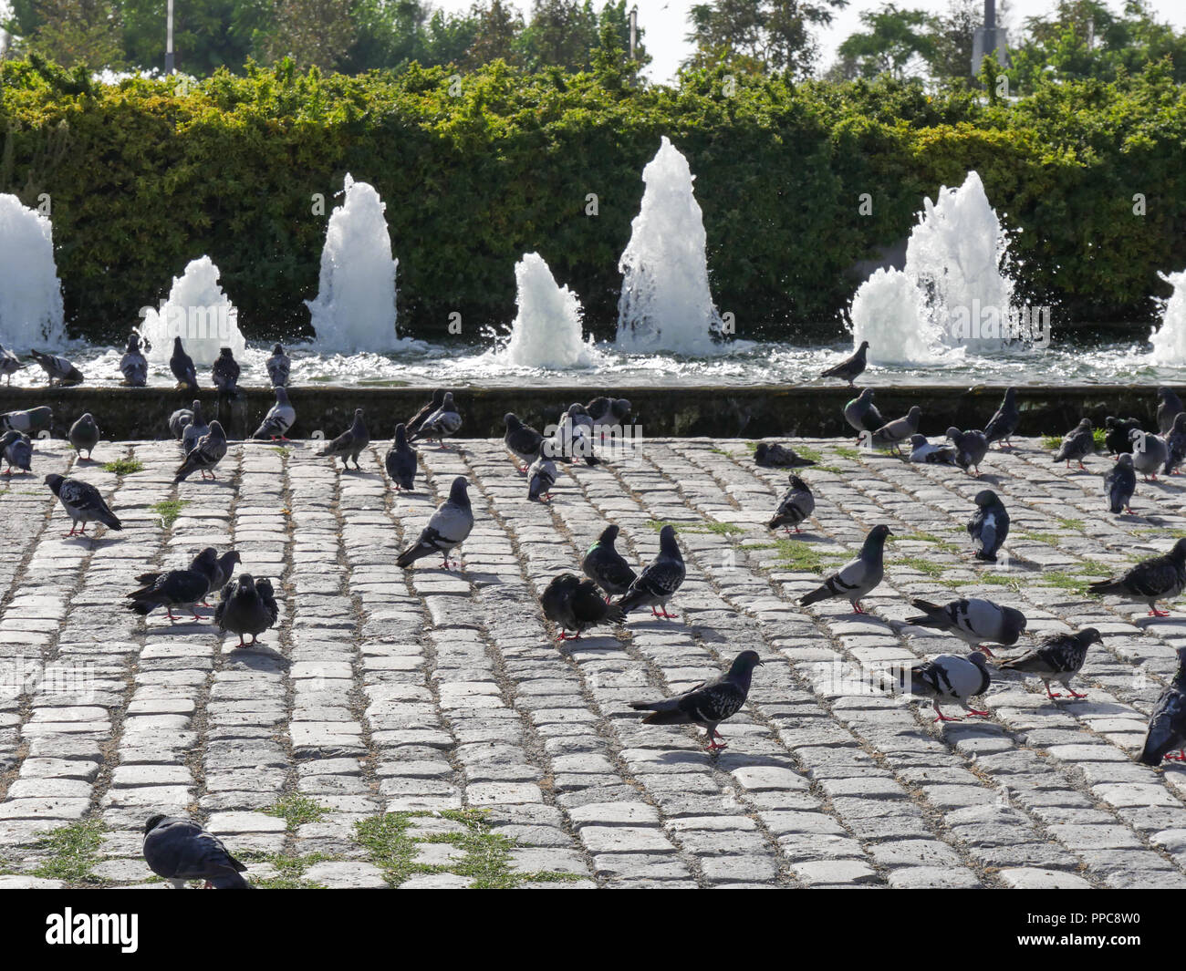 Las palomas en el parque de la ciudad de Izmir, Turquía Foto de stock