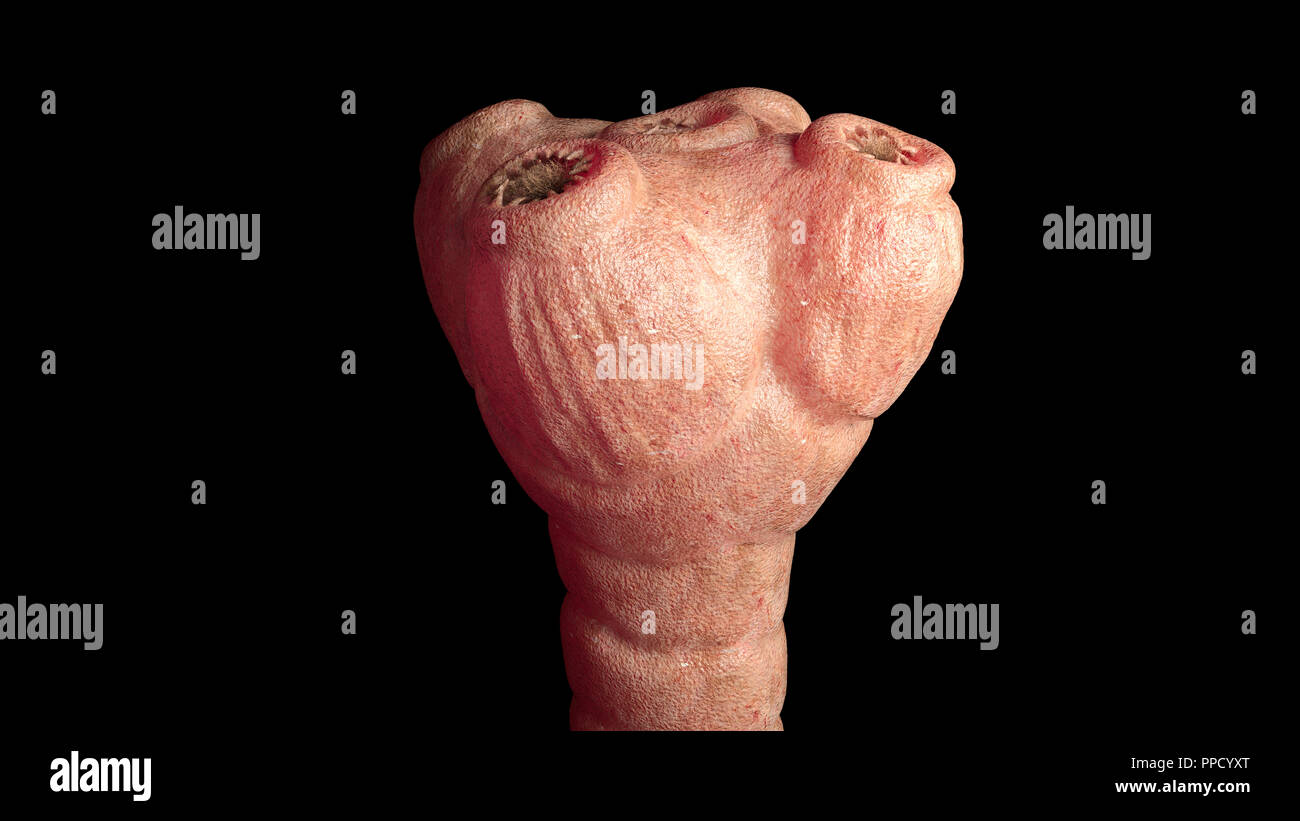 Tenia ganado detallados - Detallado Taenia saginata bajo el microscopio -  3D rendering Fotografía de stock - Alamy