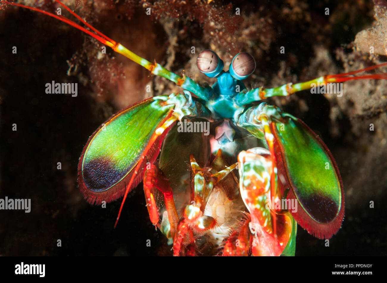 Smashing Odontodactylus scyllarus camarones mantis, Bali, Indonesia. Foto de stock