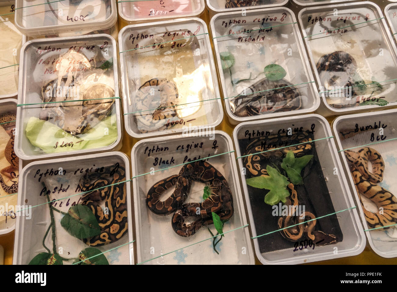 Animales De Terrario Fotos e Imágenes de stock Alamy