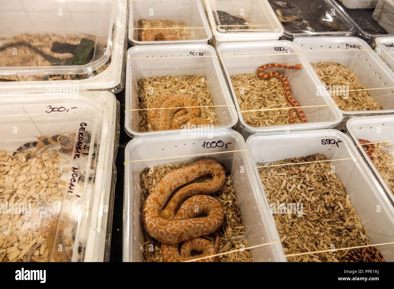Venta de animales de terrario en cajas de plástico en el mercado - varios reptiles, serpientes, Praga, República Checa Foto de stock