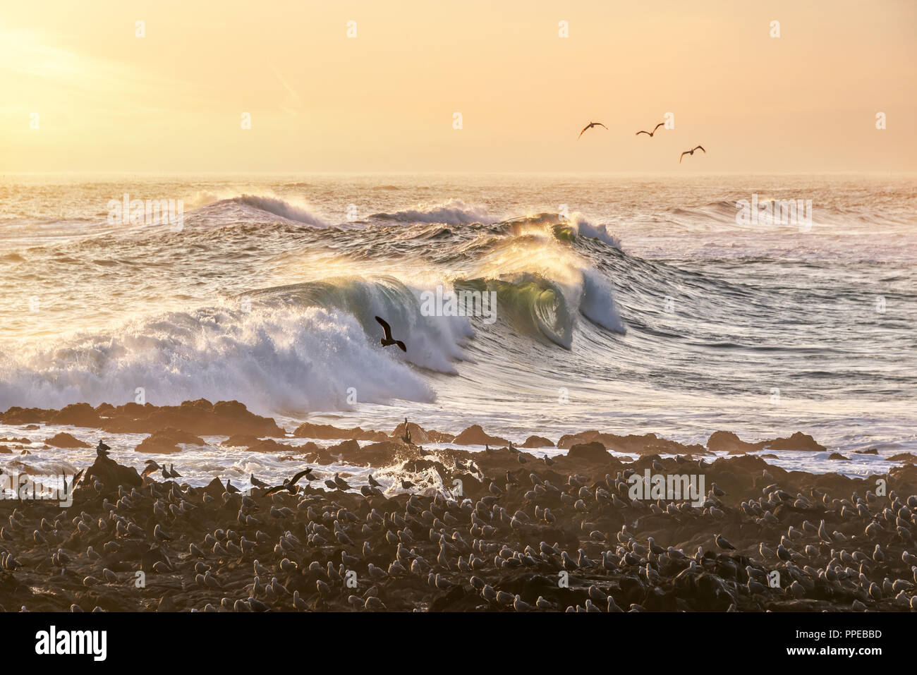 Las gaviotas negras y las olas del océano Pacífico en una playa de Arica, Chile Foto de stock