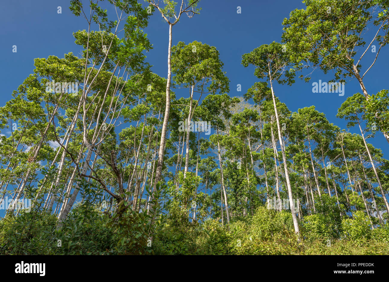 Árboles, Costa Rica Foto de stock