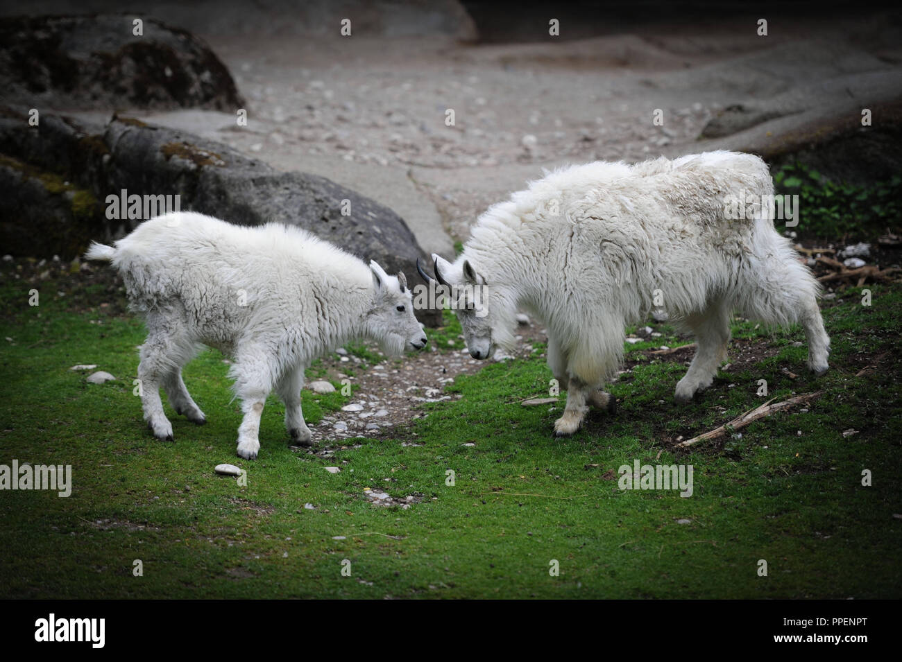 Las cabras de montaña en el parque zoológico Hellabrunn en Munich. Foto de stock