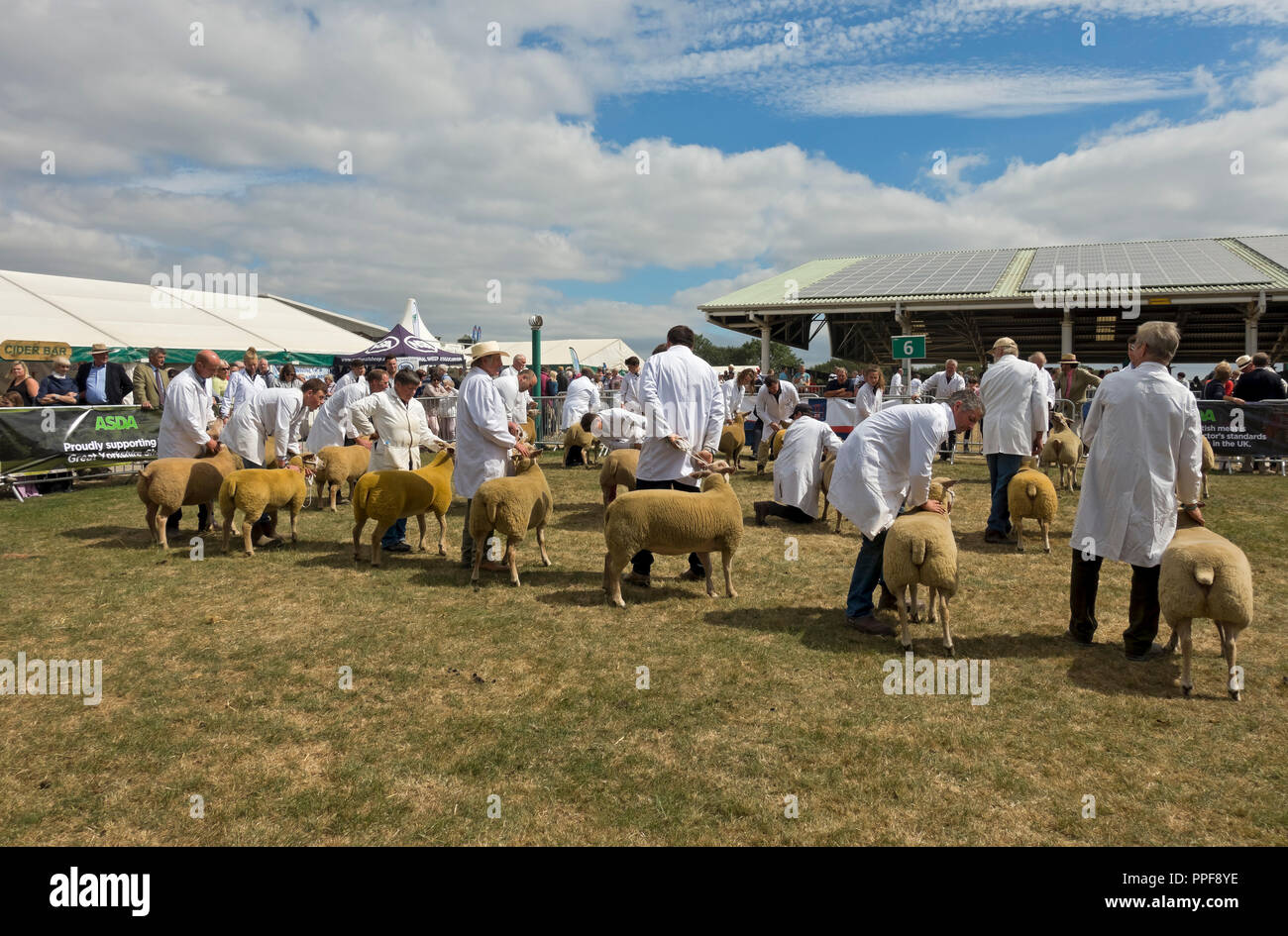 Granjeros mostrando sus ovejas Charollais británicas en el Great Yorkshire Show en verano Harrogate North Yorkshire Inglaterra Reino Unido Gran Bretaña Foto de stock