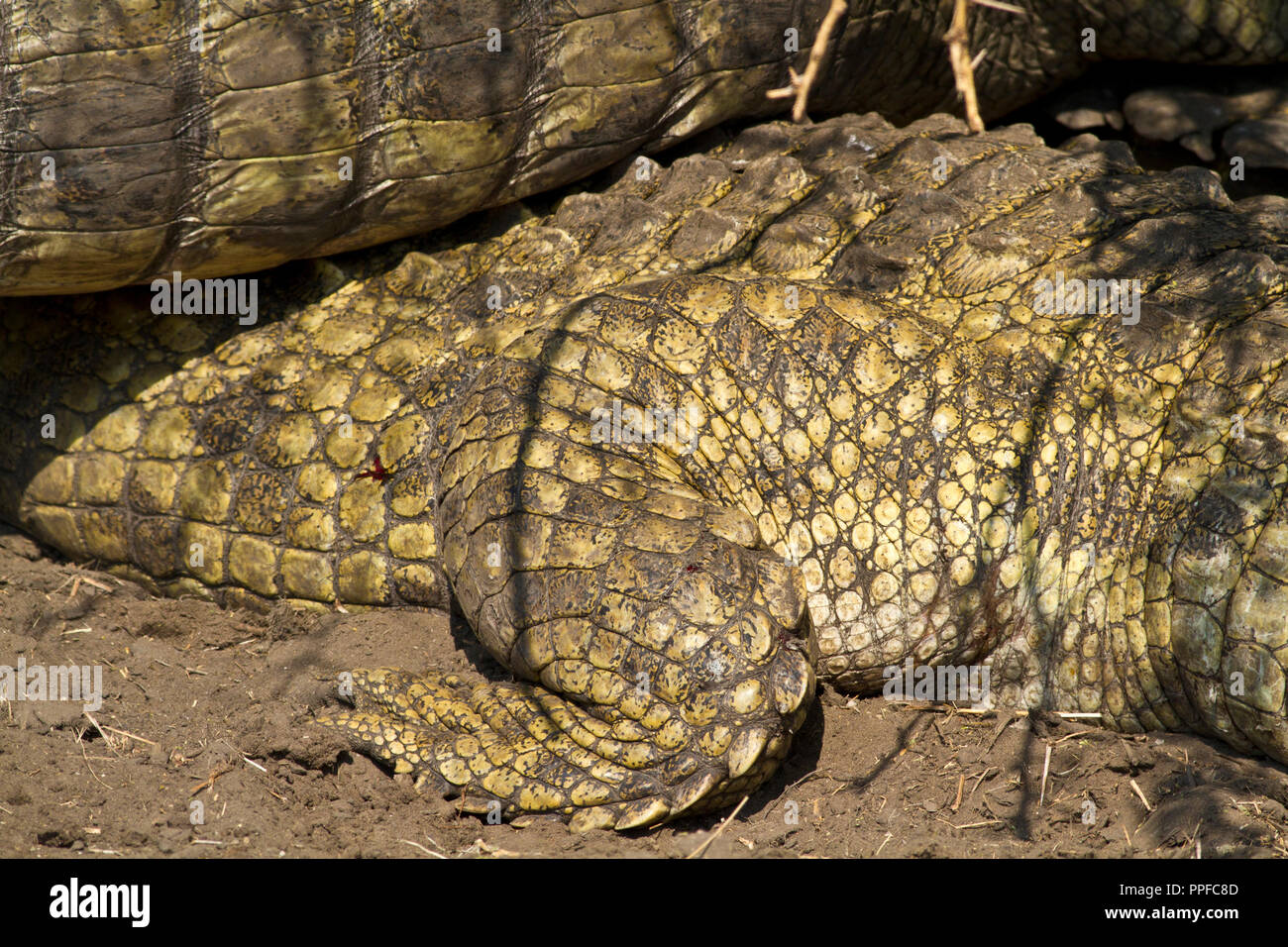 Las escamas y escudetes de crocodlie ocultar actúa como un amortiguador muy eficiente de calentamiento solar que rápidamente la transferencia de calor a los músculos mediante Foto de stock