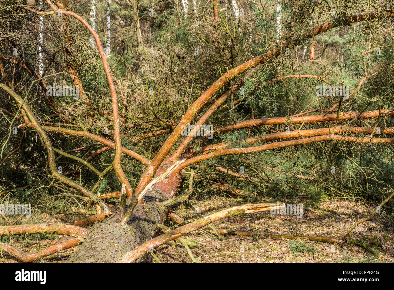 Imagen de un pino caído en medio del bosque con mucha vegetación en  Brunssummerheide en el sur de Limburgo, en los Países Bajos Holanda  Fotografía de stock - Alamy