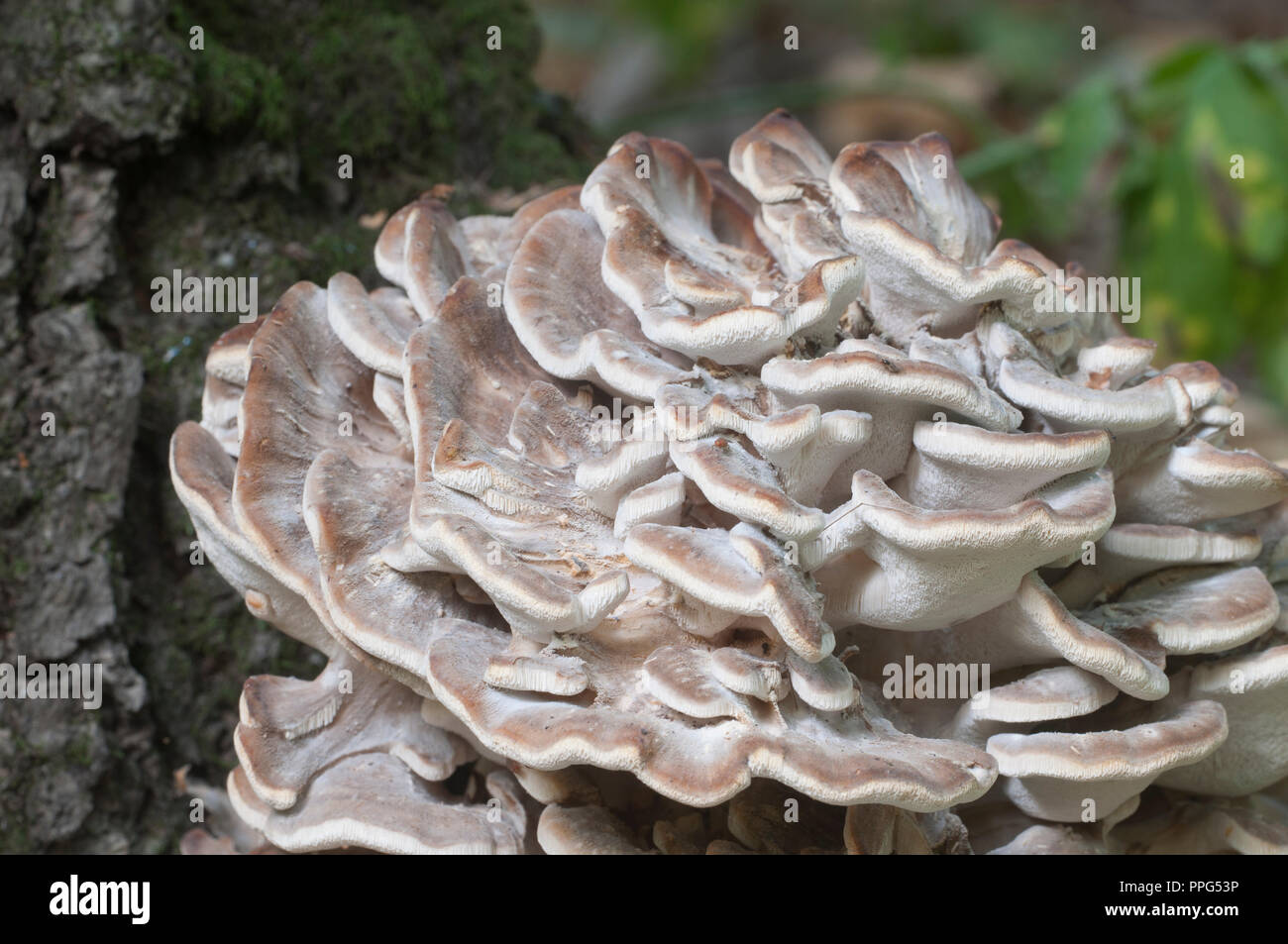 Grifola frondosa, polyporus seta comestible whide khown en el Lejano