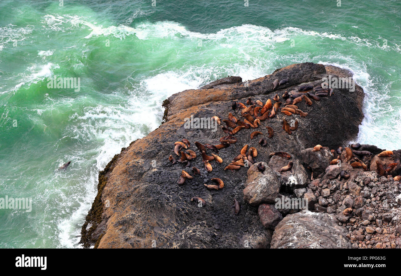 Lobos marinos descansando en las rocas en la costa de Oregón Foto de stock