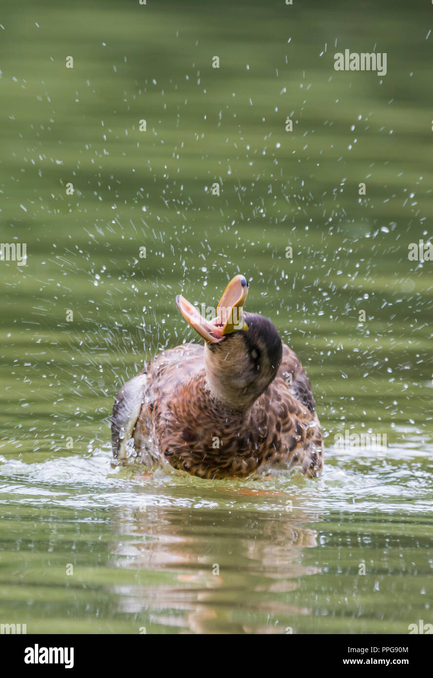 Hen (hembra) el ánade real (Anas platyrhynchos) salpicaduras de agua con pico (bill) abierta en verano en West Sussex, Reino Unido. Foto de stock