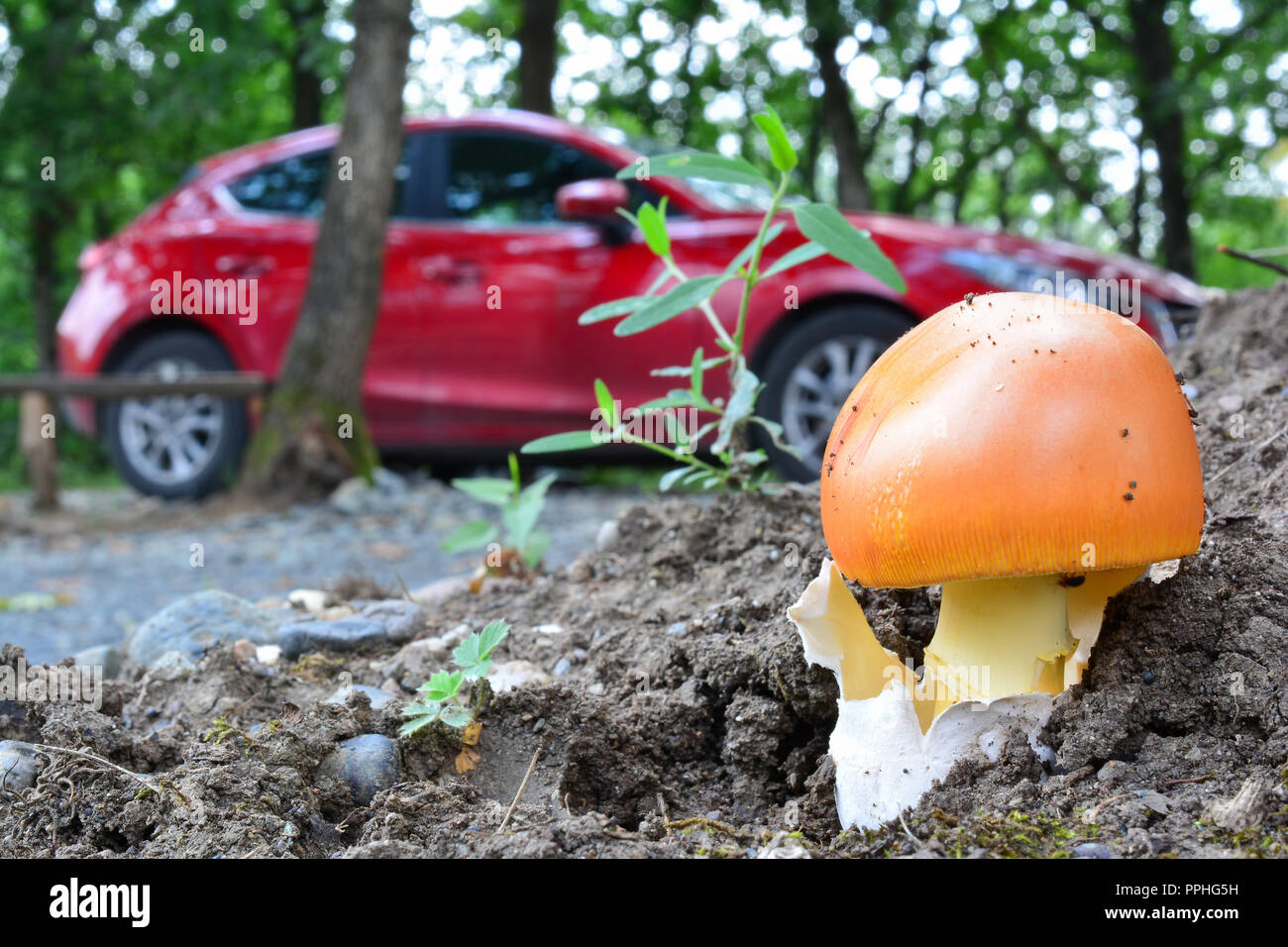 Bonito ejemplar de Amanita cesarea o Caesar's mushroom además country road, setas en primer plano y el coche rojo en segundo plano. Foto de stock