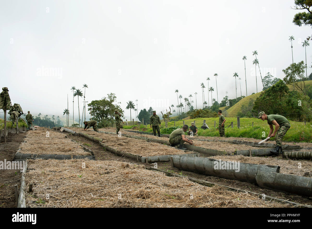 8/10 ensayo fotográfico: el equipo en acción. El Ejército Nacional trabajando en la plantación de palma de cera en el Valle de Cocora, Colombia. 13 Sep 2018 Foto de stock