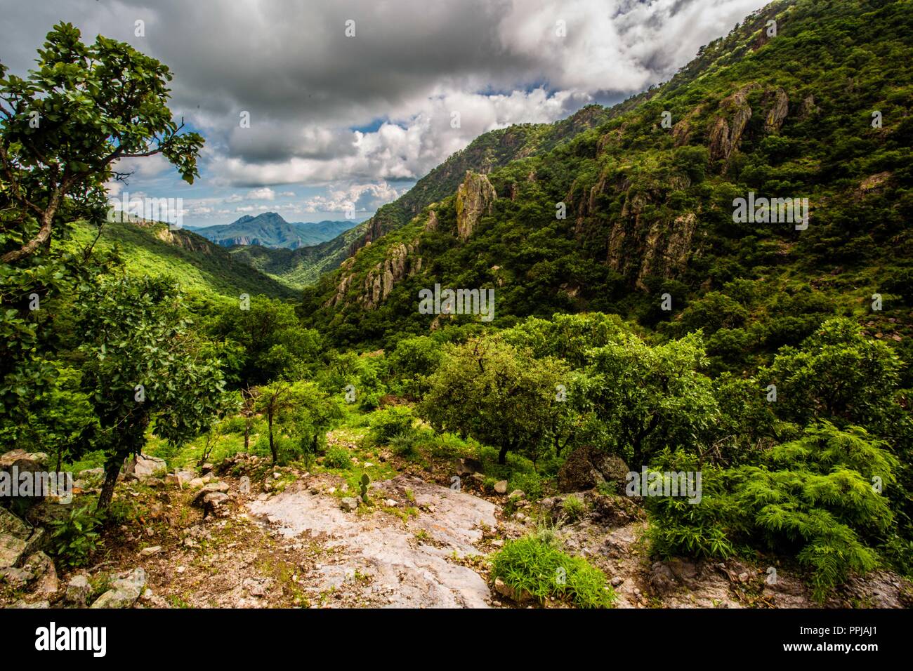 Selva en el Monte Mojino reserva en la Sierra de Álamos, México lugar