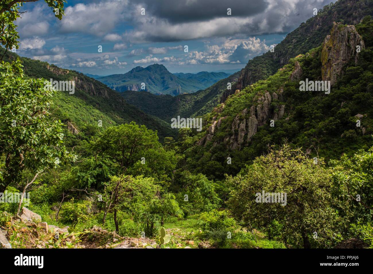 Selva en el Monte Mojino reserva en la Sierra de Álamos, México lugar