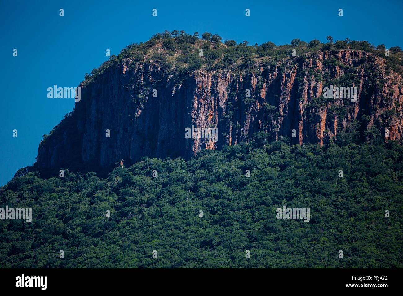 Selva en el Monte Mojino reserva en la Sierra de Álamos, México lugar