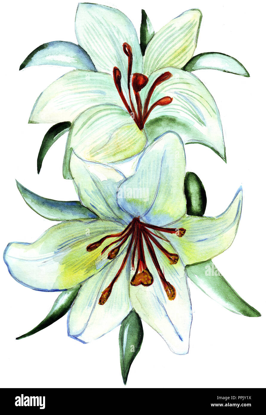 Ilustración de dos flores de azucenas Fotografía de stock - Alamy