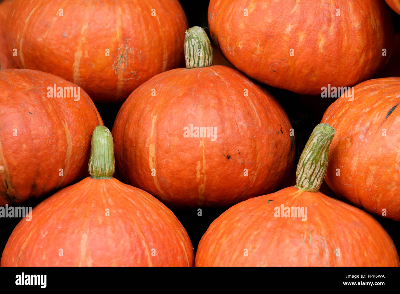 Cabeza de Calabaza para halloween linterna (profundidad de campo) Foto de stock