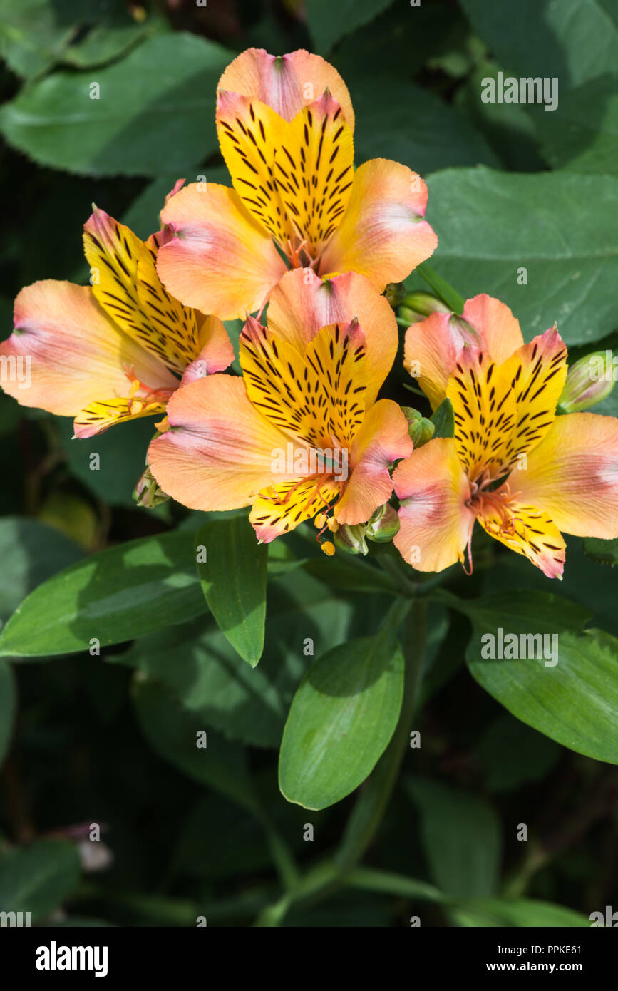 Grupo de oro, amarillo y rosa flores de la perenne tuberosa, Alstroemeria Peruana o lirio en Lancashire, Inglaterra, Reino Unido en el jardín de verano. Foto de stock