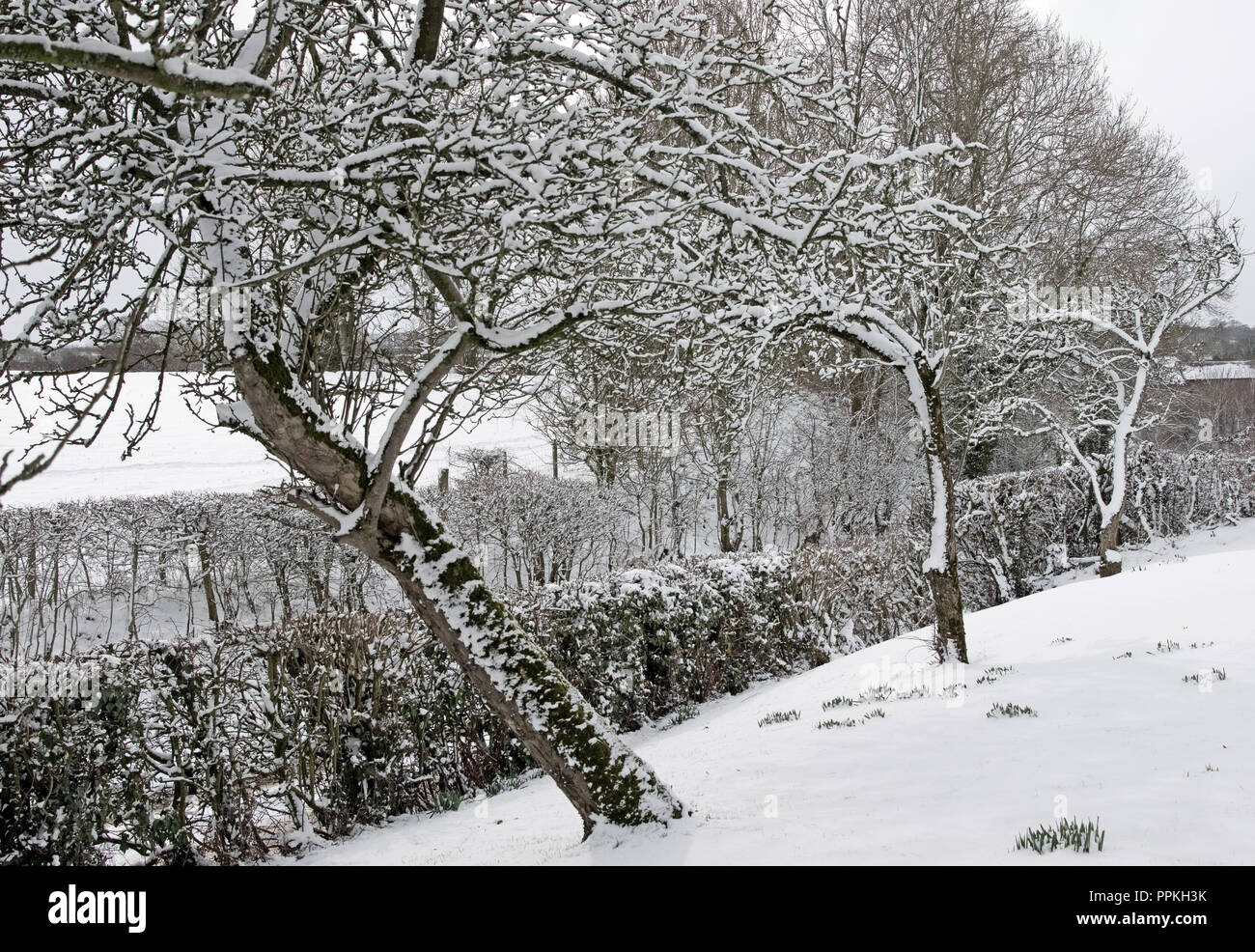 Bestia del este - viejos manzanos con ramas cubiertas de nieve en el jardín rural, Cumbria, Inglaterra, .Febrero 2018, bulbos que se retocaban a través de la nieve. Foto de stock
