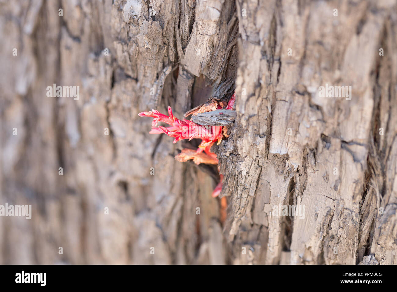 Vida Nueva brotando en gum tree, en el oeste de Australia. Foto de stock