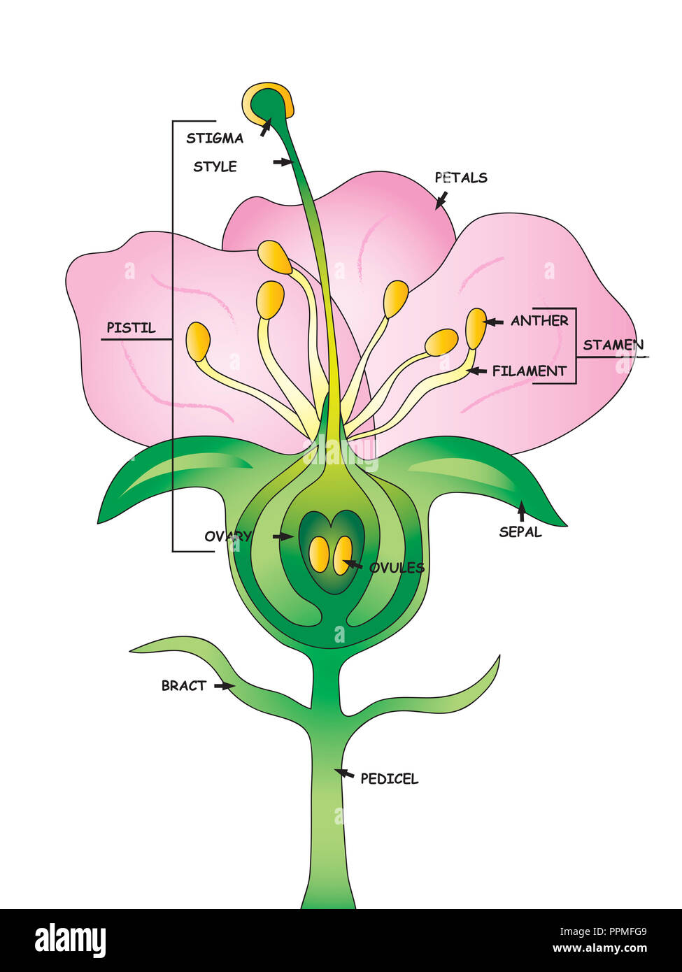 Partes De Flores Educativas Fotograf As E Im Genes De Alta Resoluci N Alamy