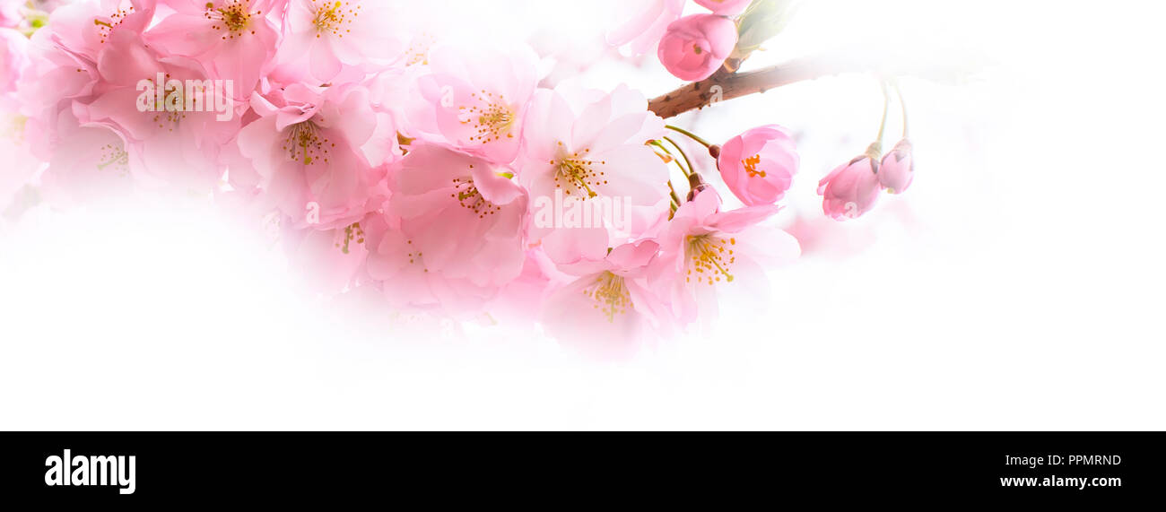 Banner de vacaciones con fondo rosa de primavera Los cerezos en flor, sakura flores sucursal Foto de stock