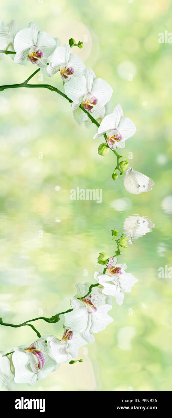 Hermosas flores de orquídeas phalaenopsis blanca con mariposas en la  borrosa natural abstracta fondo verde-amarillo con la reflexión en una  superficie de agua Fotografía de stock - Alamy