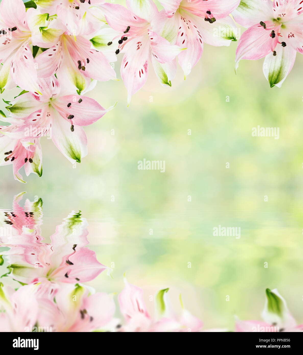Hermoso cuadro de Alstroemeria rosa flores de la borrosa natural abstracta  fondo verde-amarillo con la reflexión en una superficie de agua, con  copy-spa Fotografía de stock - Alamy