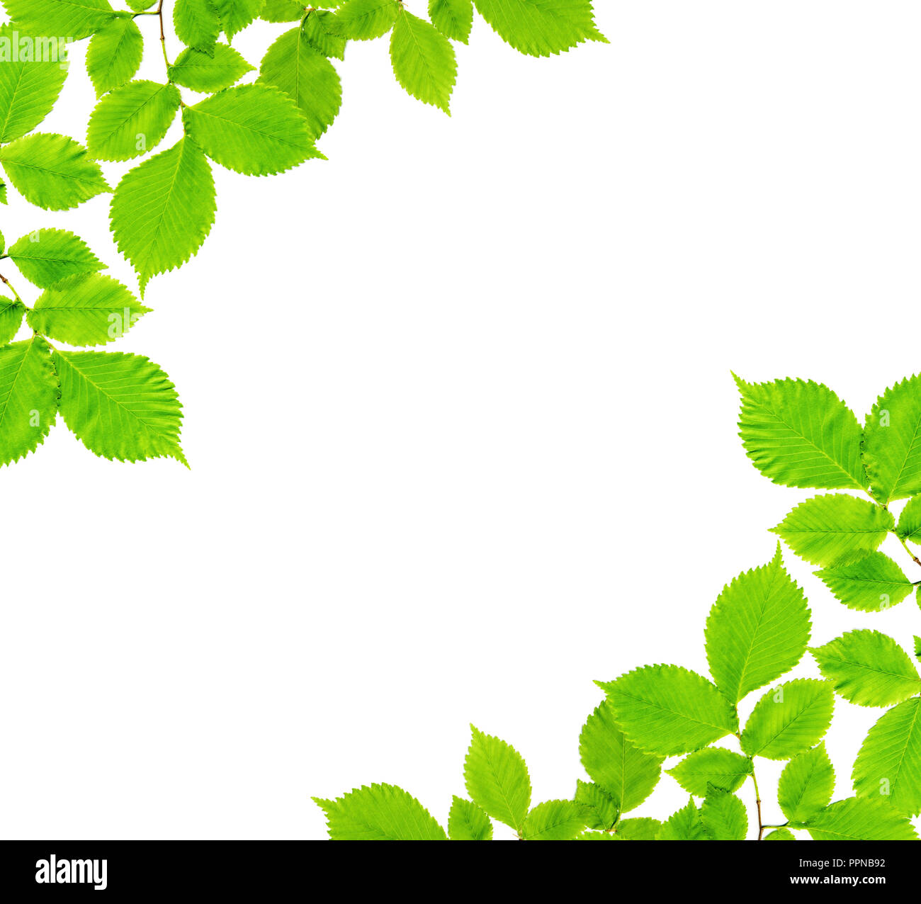 Marco natural de las ramas de un árbol de ceniza con hojas verdes aislado  sobre un fondo blanco Fotografía de stock - Alamy