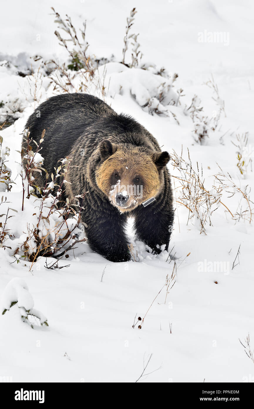 Una imagen vertical de un salvaje oso grizzly Ursus arctos''; que ha sido collared para un programa de estudio de vida silvestre caminando por una ladera cubierta de nieve en r Foto de stock