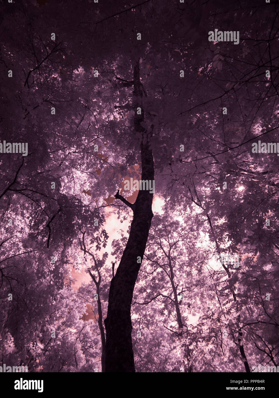 Fotografía artística de infrarrojos : Árbol , hojas , bosque Foto de stock