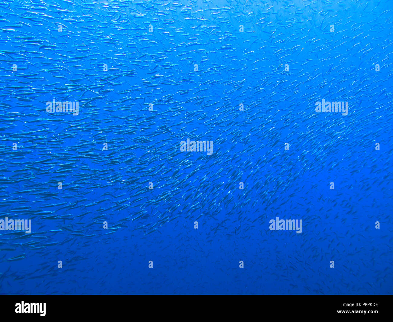 Fuesilierfische St. Johns, Riff Rotes Meer, Aegypten Foto de stock