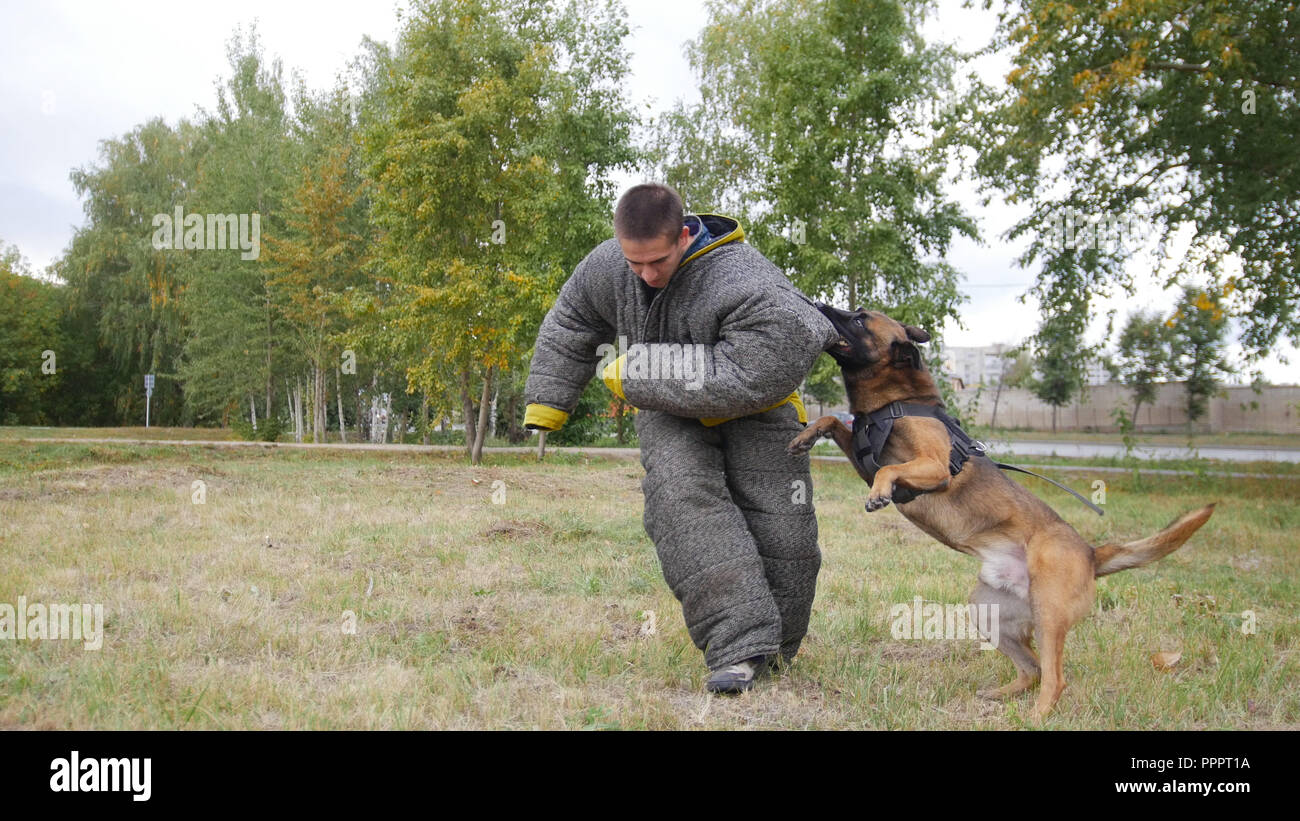 Un perro pastor alemán entrenado mordiendo en un hombro al hombre en un traje  de protección Fotografía de stock - Alamy