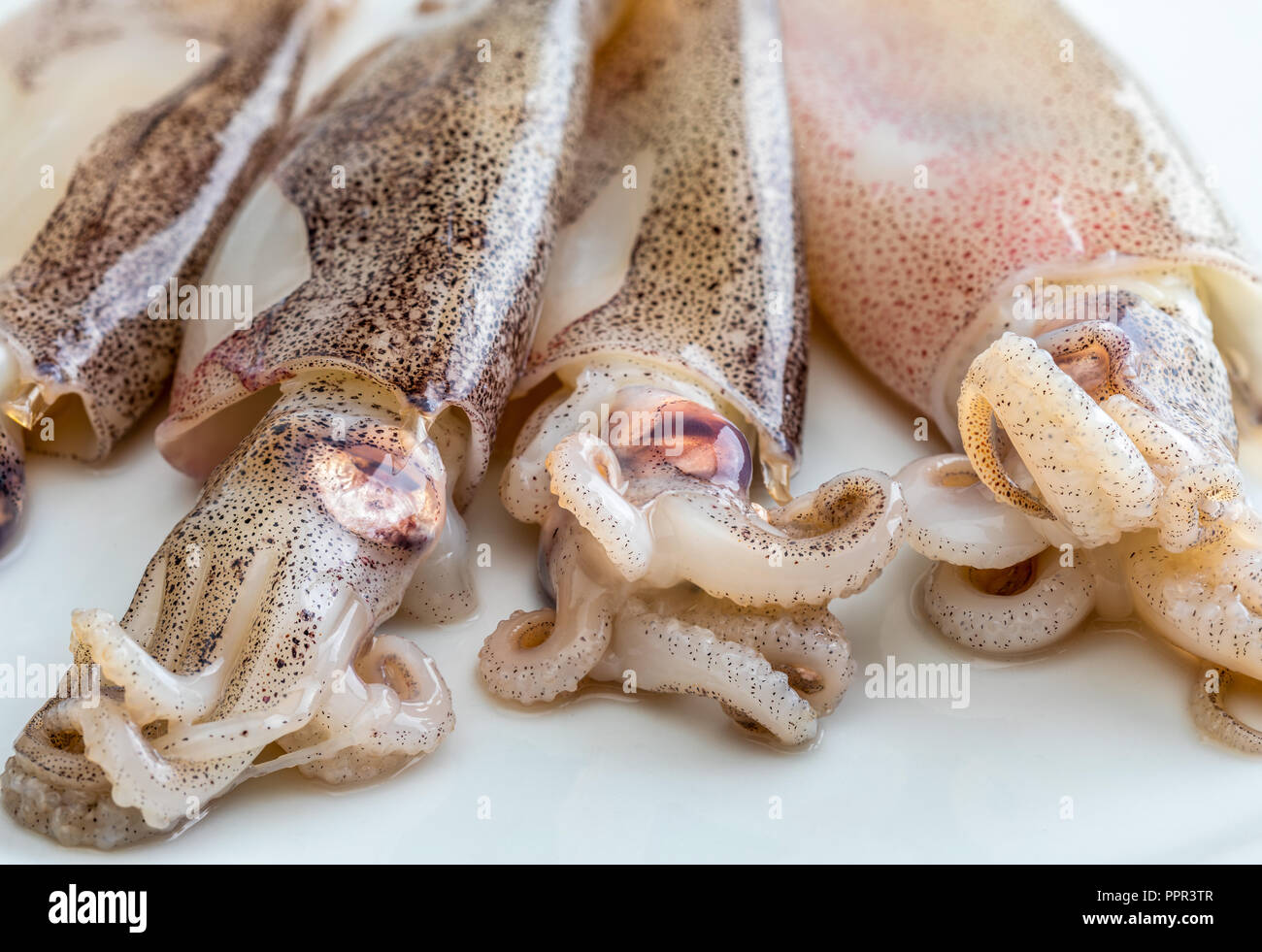 Muy Fresco Calamares Bebe Recien Capturados En El Mar Fotografia De Stock Alamy