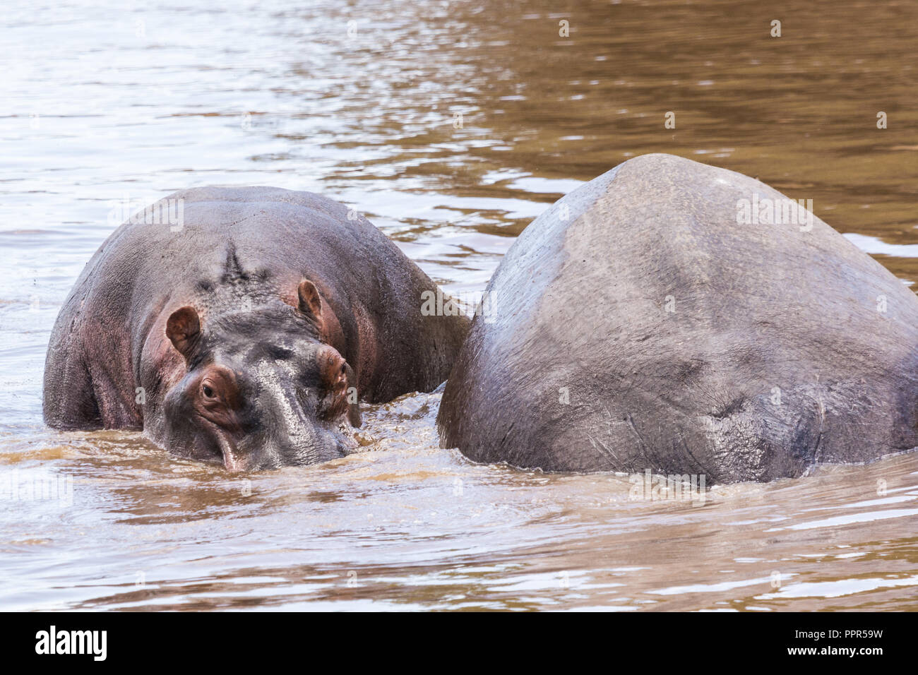 Hipopótamo sumergido parcialmente en el río Mara, la reserva de Masai Mara, Kenya Foto de stock