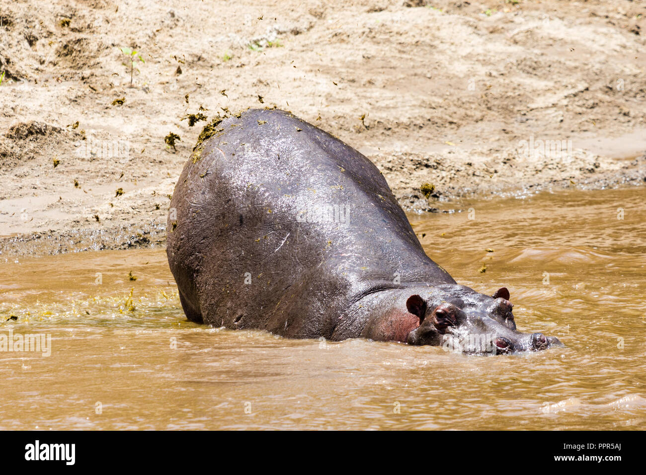 Hipopótamo común (Hippopotamus amphibius) defecando para marcar su territorio en el río Mara, la reserva de Masai Mara, Kenya Foto de stock
