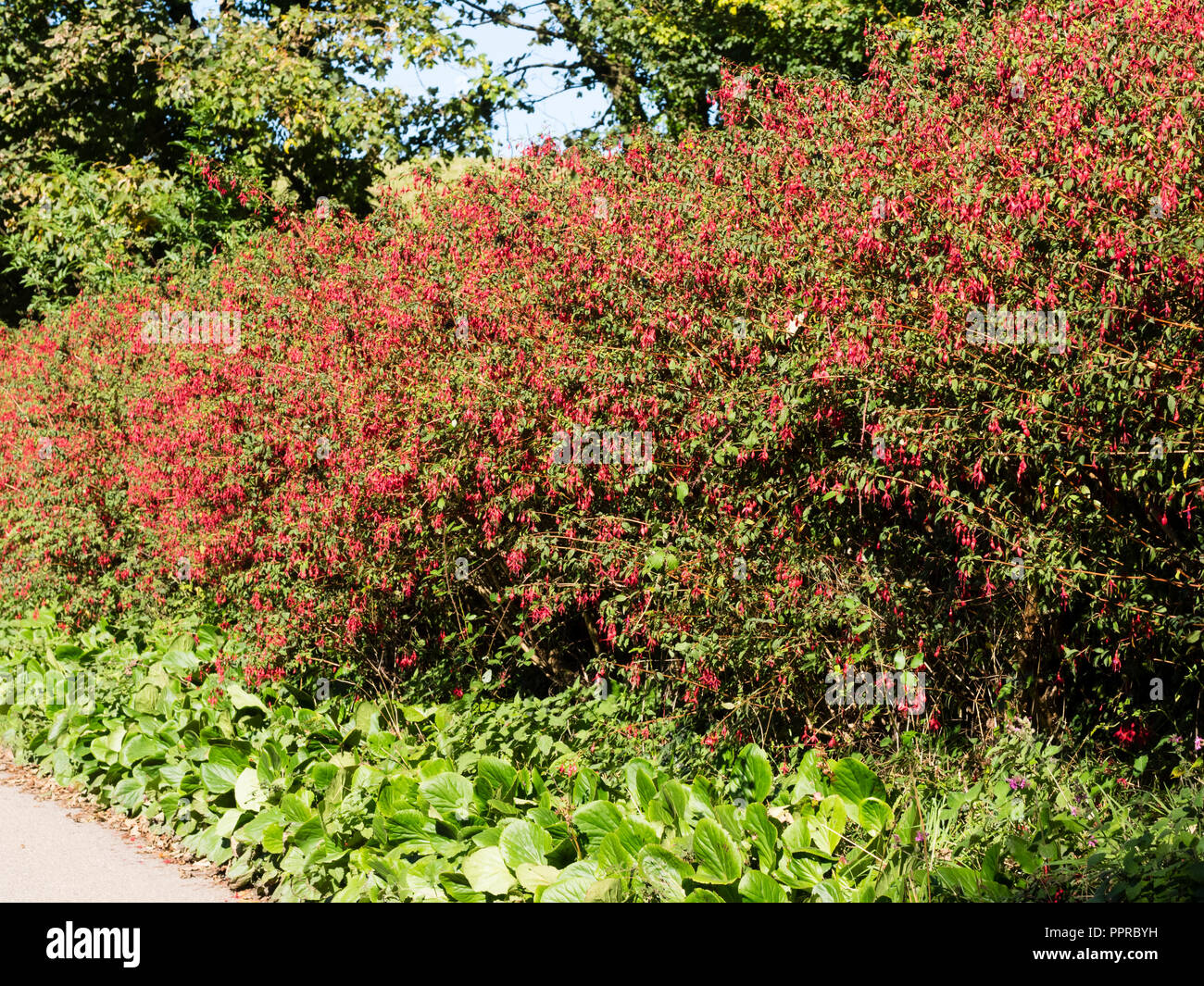 Flores rojas, woody semi arbusto perenne, Fuchsia magellanica "Ricartonii" utilizado como cobertura en el sur de Devon, Reino Unido Foto de stock