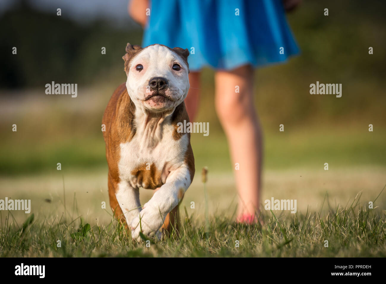 Cachorro pitbull activo fotografías e imágenes de alta resolución - Alamy