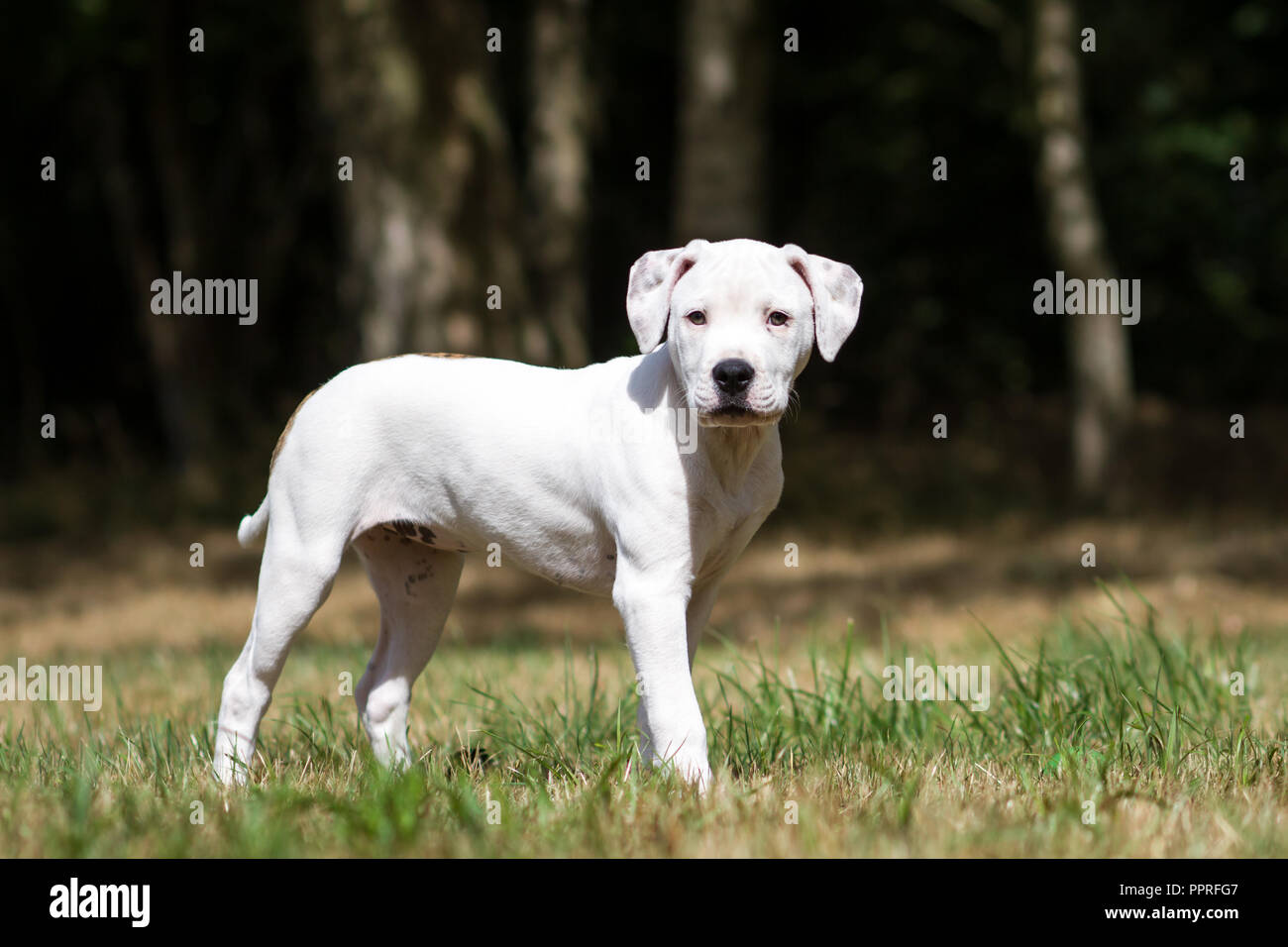 Invitación claridad protestante Cachorro de bulldog americano fotografías e imágenes de alta resolución -  Alamy