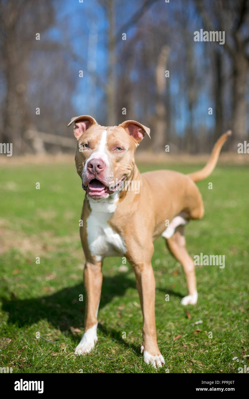 Perro de 3 patas fotografías e imágenes de alta resolución - Alamy