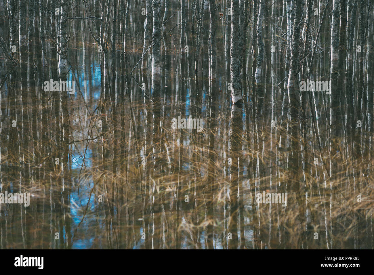 Los árboles desnudos del reflejo en el agua, a principios de primavera fondo Foto de stock