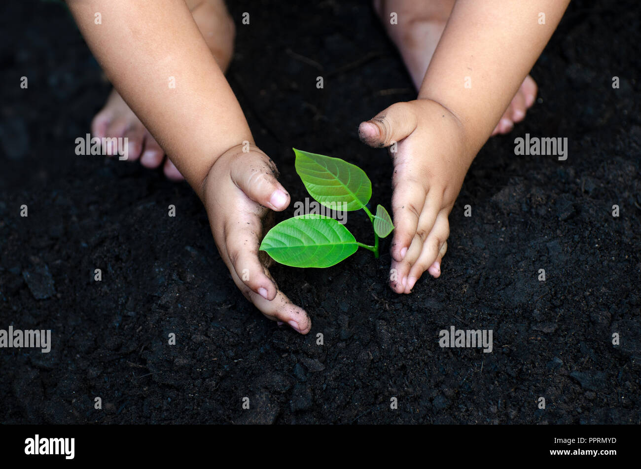 Retoño de árbol bebé mano sobre el suelo oscuro, el concepto de la conciencia de los niños implantados en el entorno Foto de stock