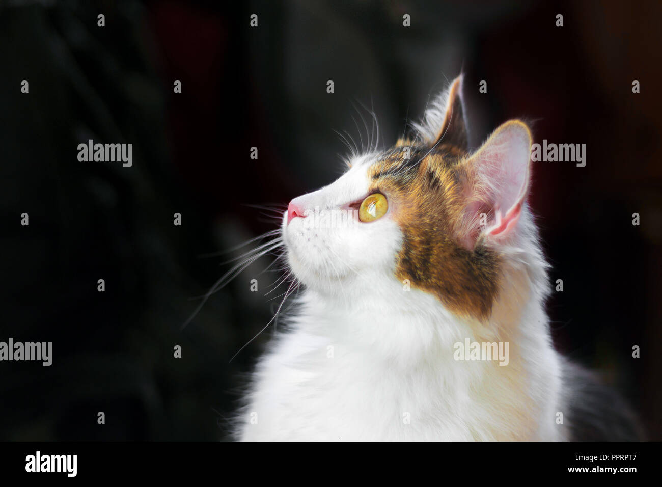 Retrato de media cara de un hermoso gato negro con grandes ojos amarillos Foto de stock